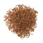 Dried Mealworms Dried Mealworms