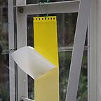 Drystick Greenhouse Sticky Traps Drystick Greenhouse Sticky Traps