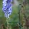 Loop-Stakes Plant Supports