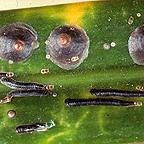 Hard Scale Insect Killer