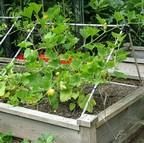 Harrod Slot & Lock® Squash/Cucumber Climbing Frame Harrod Slot & Lock® Squash/Cucumber Climbing Frame