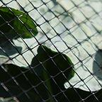 Heavy-Duty Butterfly Netting Heavy-Duty Butterfly Netting
