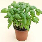 Herb Basil Anton