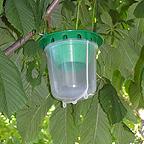 Horse Chestnut Leaf Miner Trap