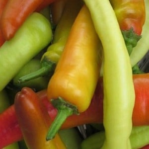 Chilli Pepper Hungarian Hot Wax 3 Plants Organic