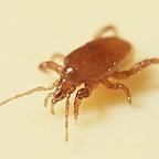 Mighty Mite