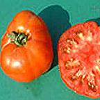 Organic Alexandros Tomato Seeds