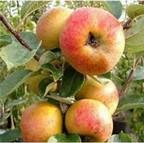 Organic Ashmeads Kernel Dessert Apple Tree Semi Dwarf