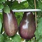 Organic Aubergine Black Beauty Seeds