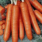 Organic Bambino Carrot Seeds Organic Bambino Carrot Seeds
