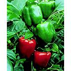 Organic Bendigo Pepper Seeds