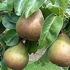 Organic Beurre Hardy Dessert Pear Trees