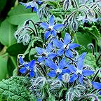 Organic Borage Seeds