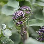 Organic Broccoli Early Purple Sprouting seeds