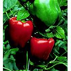 Organic California Wonder Pepper Seeds Organic California Wonder Pepper Seeds