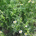 Organic Chamomile Seeds