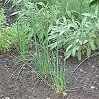 Organic Chives
