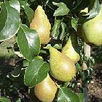 Organic Concorde Pear Trees