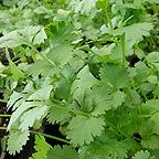 Organic Coriander Seeds