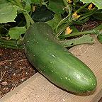 Organic Cucumber Marketmore Seeds Organic Cucumber Marketmore Seeds