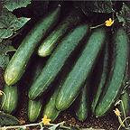 Organic Cucumber Tanja Seeds