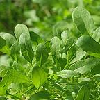 Organic Cultivated Rocket Seeds Organic Cultivated Rocket Seeds
