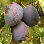 Organic Czar Plum Trees