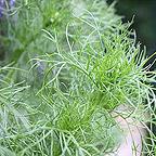 Organic Dill Seeds