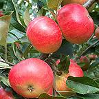 Organic Discovery Apple Tree