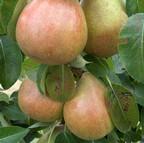 Organic Doyenne du Comice Pear Trees