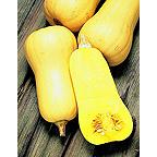 Organic Early Butternut Squash Seeds