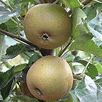 Organic Egremont Russet Apple Trees