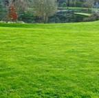 Organic EM Lawn Feed 20kg Organic EM Lawn Feed 20kg