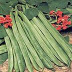 Organic  Enorma Runner Bean Seeds