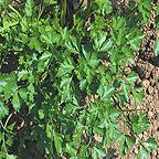 Organic Flat Leaf Parsley Seeds