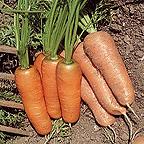 Organic Flyaway F1 Carrot Seeds