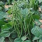 Organic French Beans Dwarf Maxi Seeds Organic French Beans Dwarf Maxi Seeds