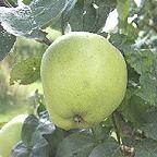 Organic Grenadier Apple Trees