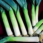 Organic Hannibal Leek Seeds Organic Hannibal Leek Seeds