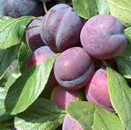 Organic Heron Plum Trees