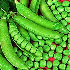 Organic Karina Pea Seeds Organic Karina Pea Seeds