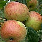 Organic Lord Lambourne Apple Trees