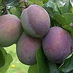 Organic Marjories Seedling Plum Trees