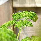 Organic Moss Curled Parsley Seeds