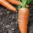 Organic Nantes 2 Carrot Seeds