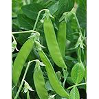 Organic Norli Pea Seeds