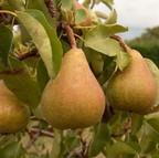 Organic Onward Pear Tree