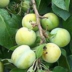 Organic Oullins Golden Gage Plum Trees