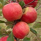 Organic Red Falstaff (R) Apple Trees