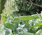 Organic Rondo Pea Seeds